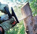 Trusted Kamas, UT Tree Removal Experts