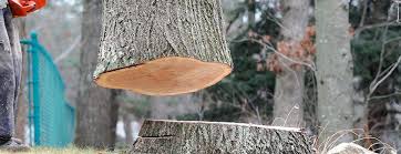 Best Tree Health Inspection  in Kamas, UT