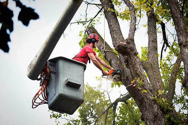  Kamas, UT Tree Removal Pros